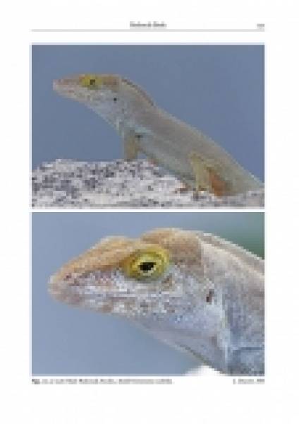 Reptiles of the Lesser Antilles